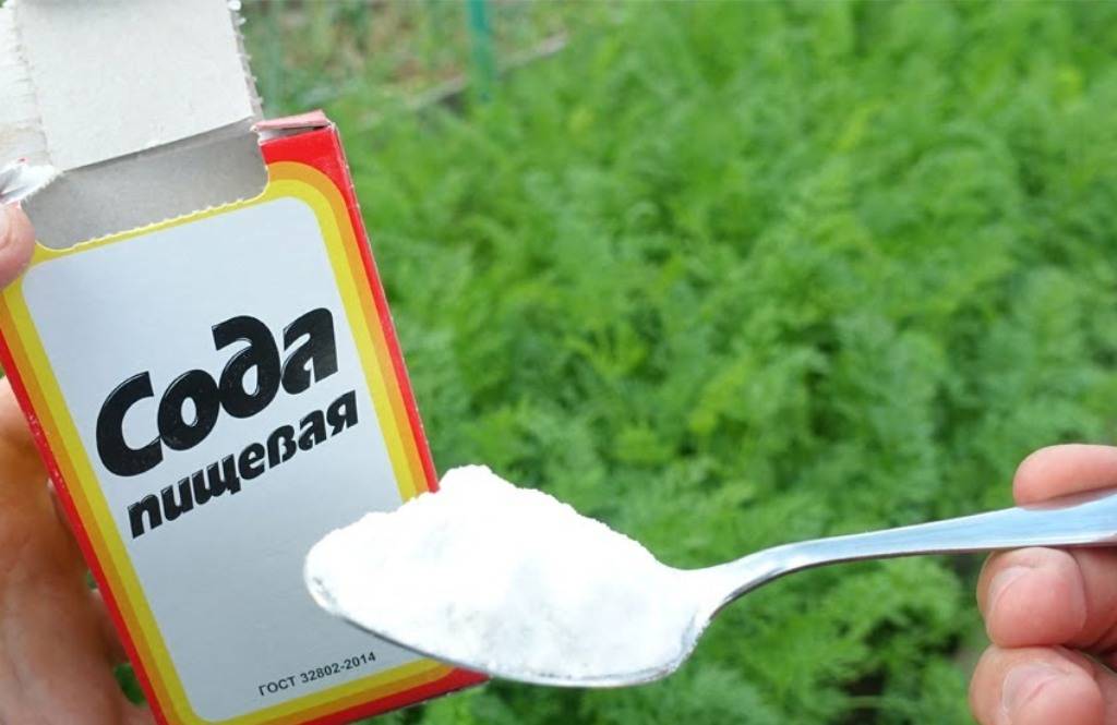 Как использовать соду для огурцов