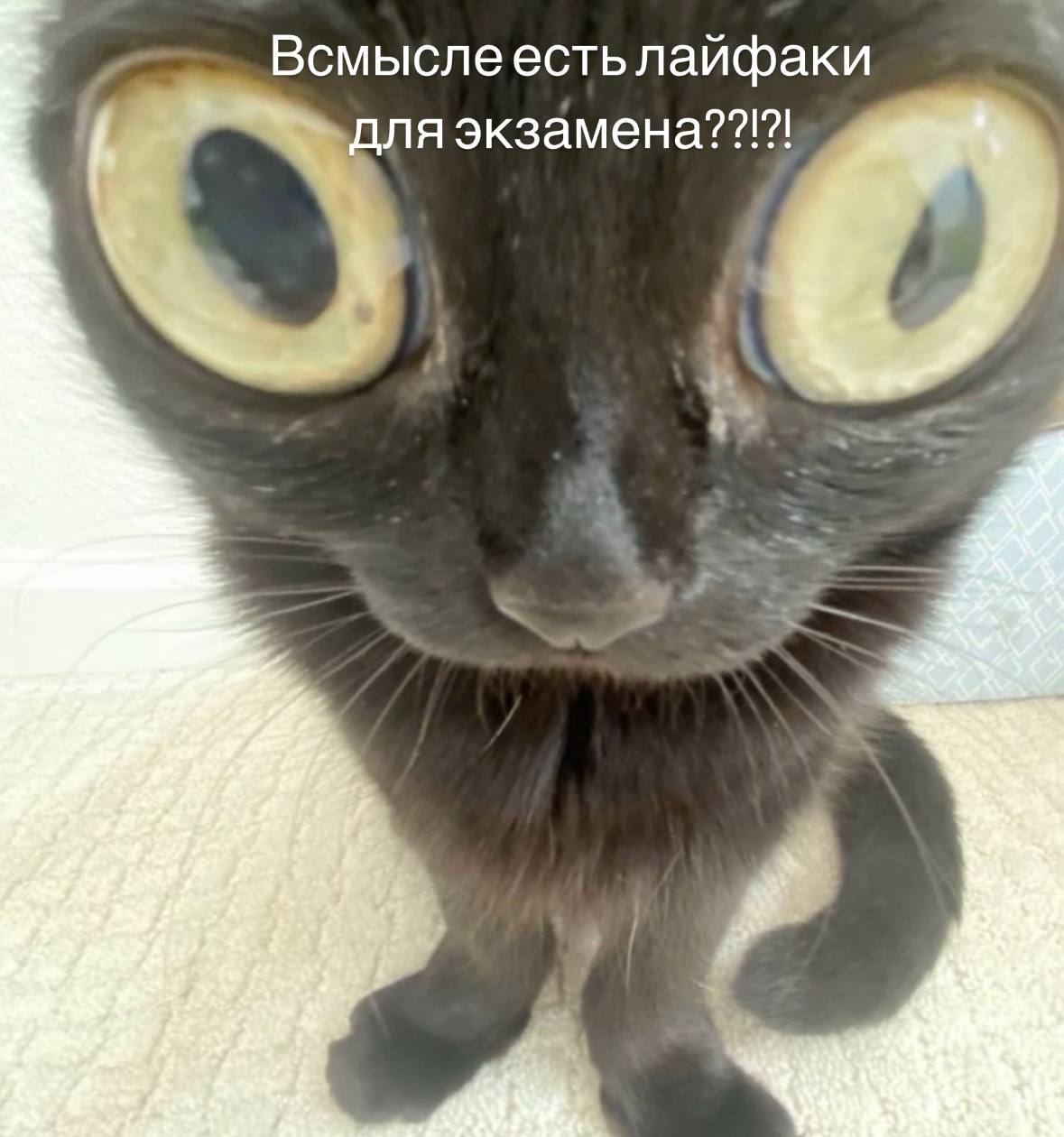 Смотрий. Смотрий. Смотрий. Смотрий. Девушки в на экране телевизора.
