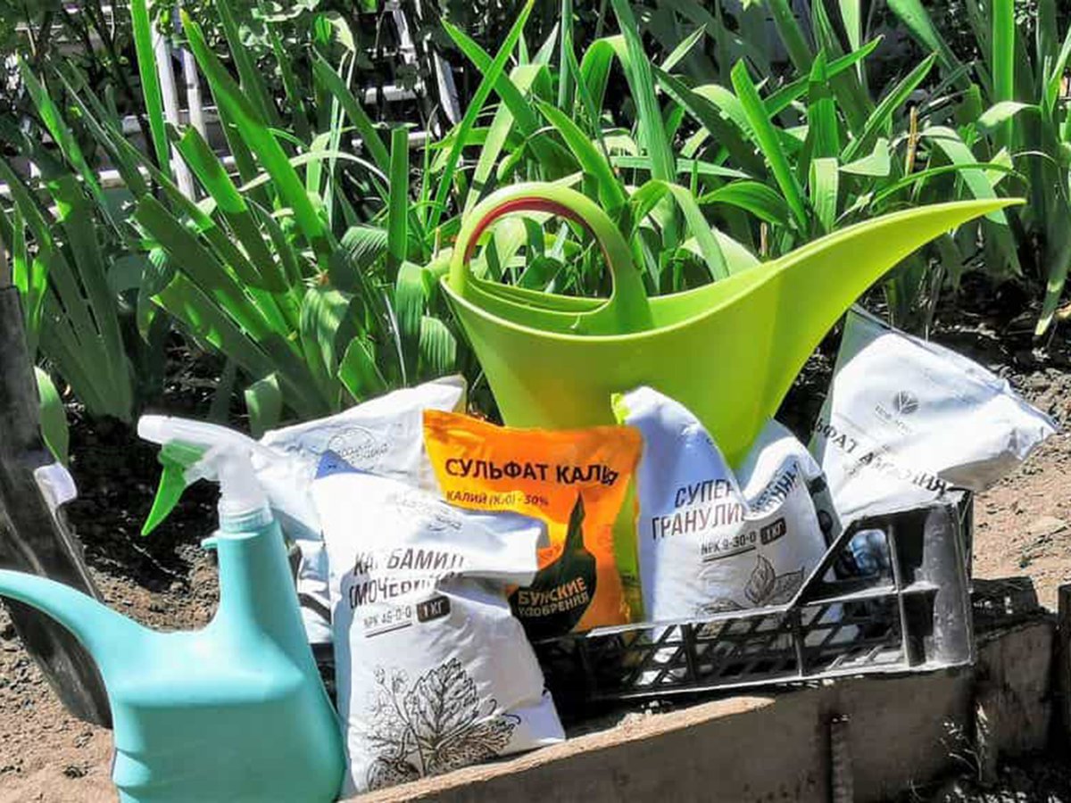 Органические удобрения на огороде