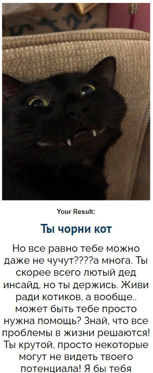 Тест какой ты котик