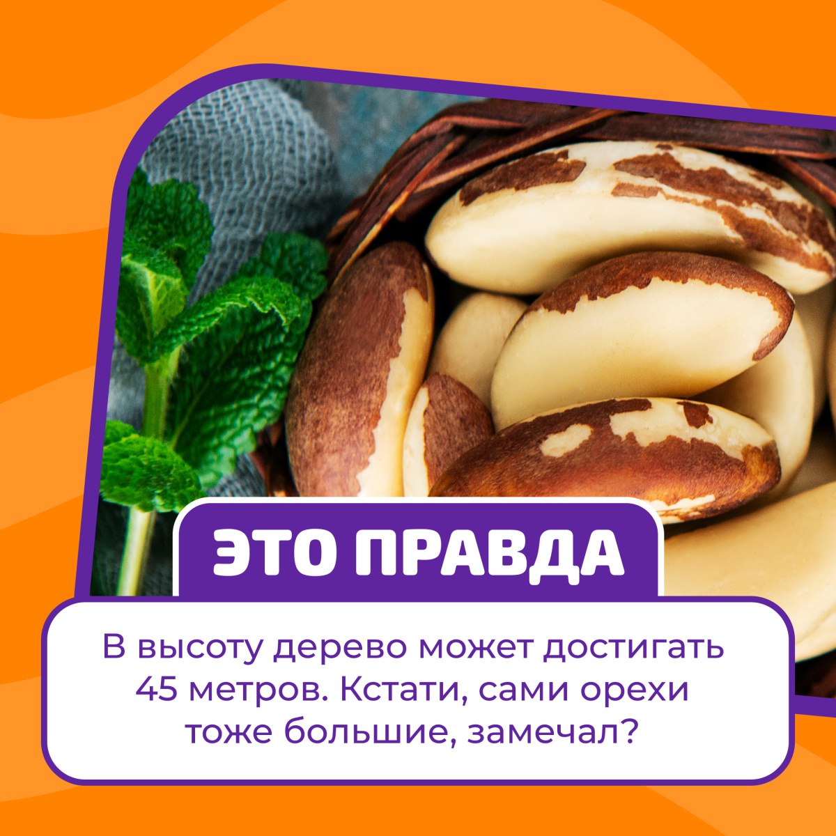 Telegram-канал "ДИКСИ" — @dixy_russia — TGStat