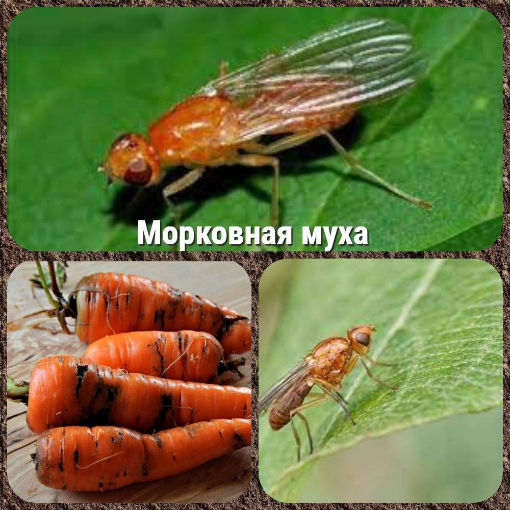 Морковная Муха Фото И Борьба С Ней